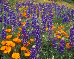 Tapeta Nature Flowers 625.jpg